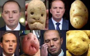Peter Dutton Potato memes