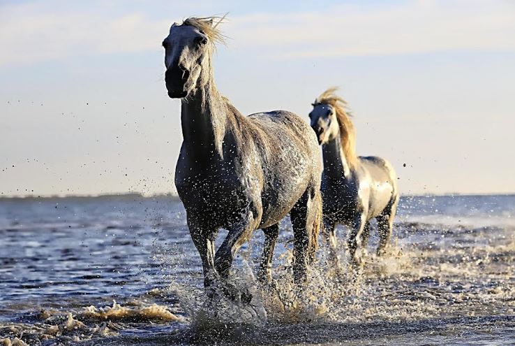 Horseback Holidays
